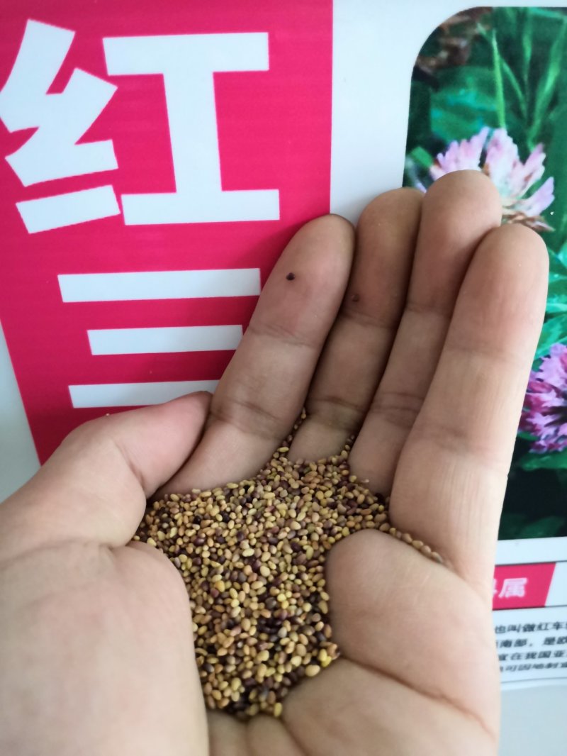 进口白三叶种子红三叶草种子易活四季青草坪牧草绿肥草籽