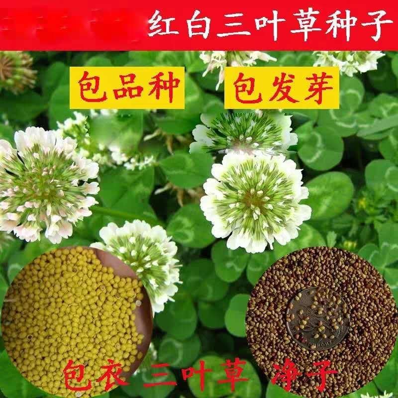 进口白三叶种子红三叶草种子易活四季青草坪牧草绿肥草籽