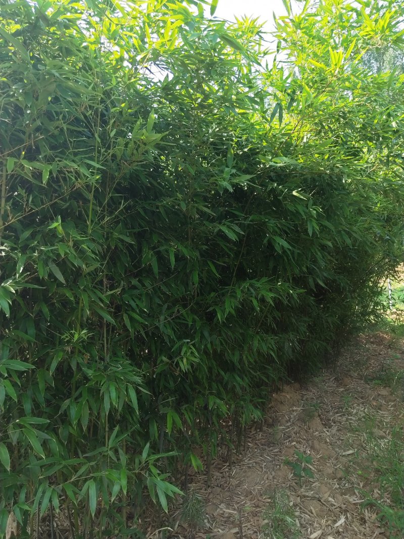 竹子（常年出售1--8公分竹子）