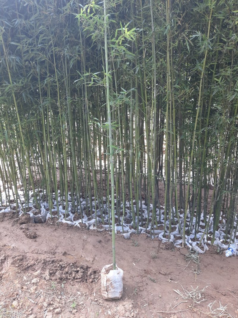 竹子（常年出售1--8公分竹子）