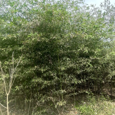 竹子（常年出售1--8公分竹子）