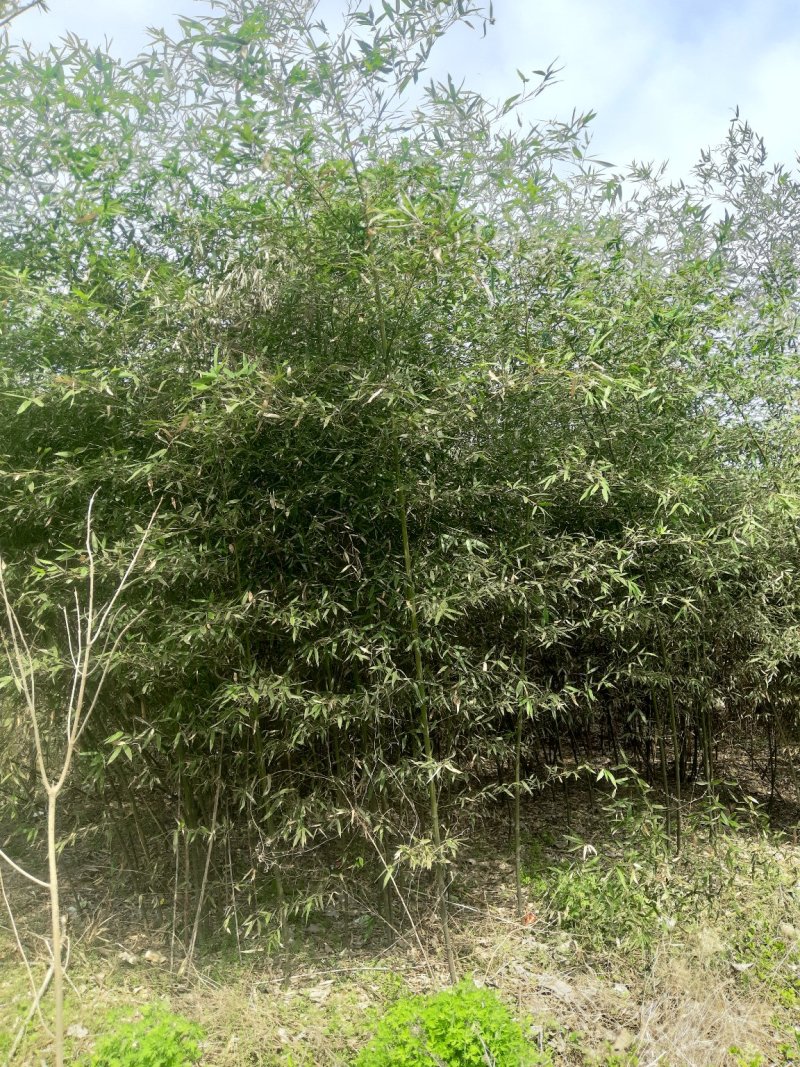 竹子（常年出售1--8公分竹子）