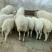 无饲料喂养农家羊