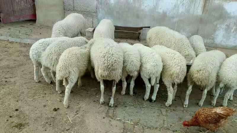 无饲料喂养农家羊