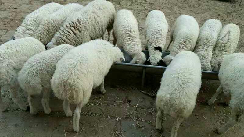 无饲料喂养农家羊