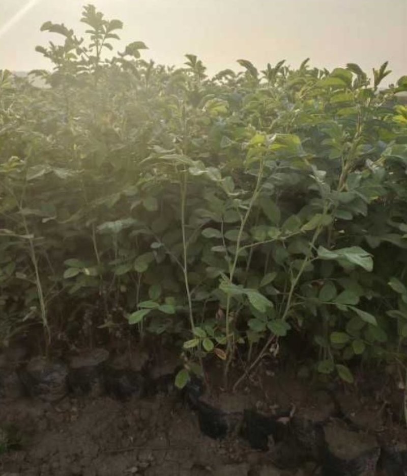 四季玫瑰冷香玫瑰装盆四季玫瑰杯苗产地直销