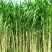 新型皇竹草种孑黄竹草种台湾甜象草种养殖四季畜牧草籽高产杂