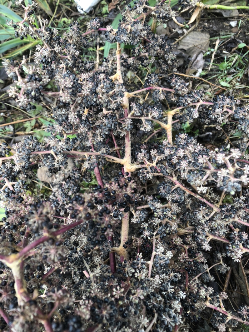 通草种子接受预定，十一月准时发售，量大