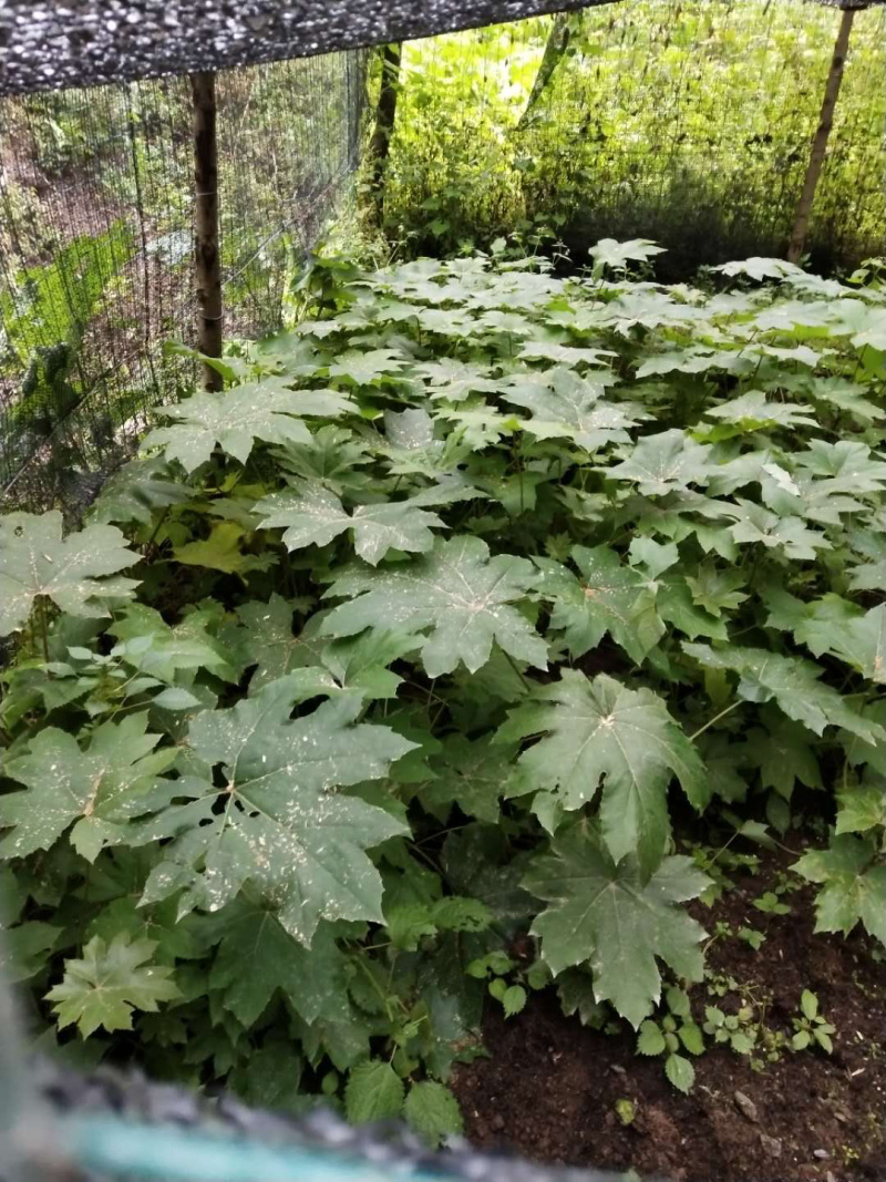 通草种子接受预定，十一月准时发售，量大