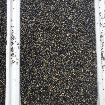 通草种子接受预定，十一月准时发售，量大