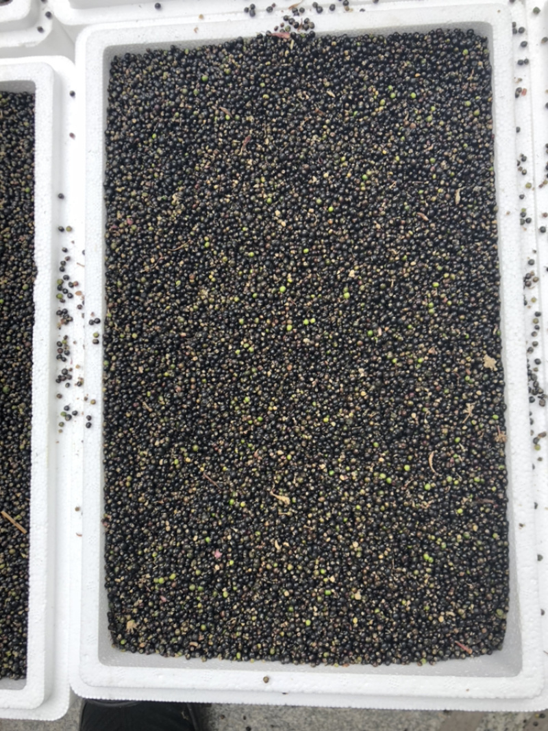 通草种子接受预定，十一月准时发售，量大