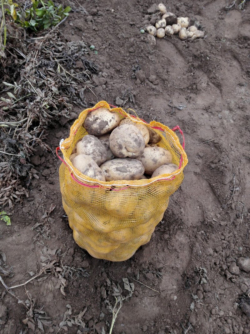 精品土豆