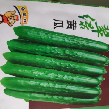 翠绿黄瓜种子早熟瓜型直肉质甜脆