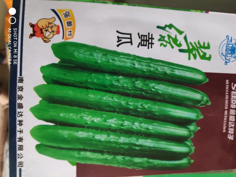翠绿黄瓜种子早熟瓜型直肉质甜脆
