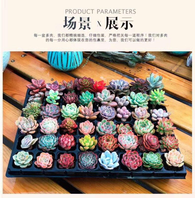 ✅多肉植物基地直供混合拼箱组合盆山东青州基地老桩盆栽