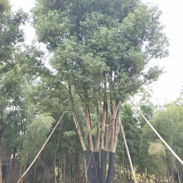 移栽多杆全冠香樟桂花广玉兰朴树