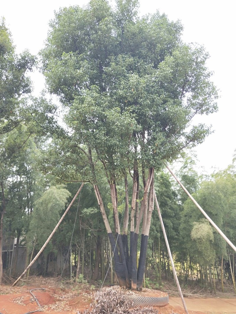 移栽多杆全冠香樟桂花广玉兰朴树