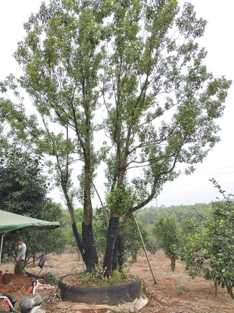 移栽多杆全冠香樟桂花广玉兰朴树