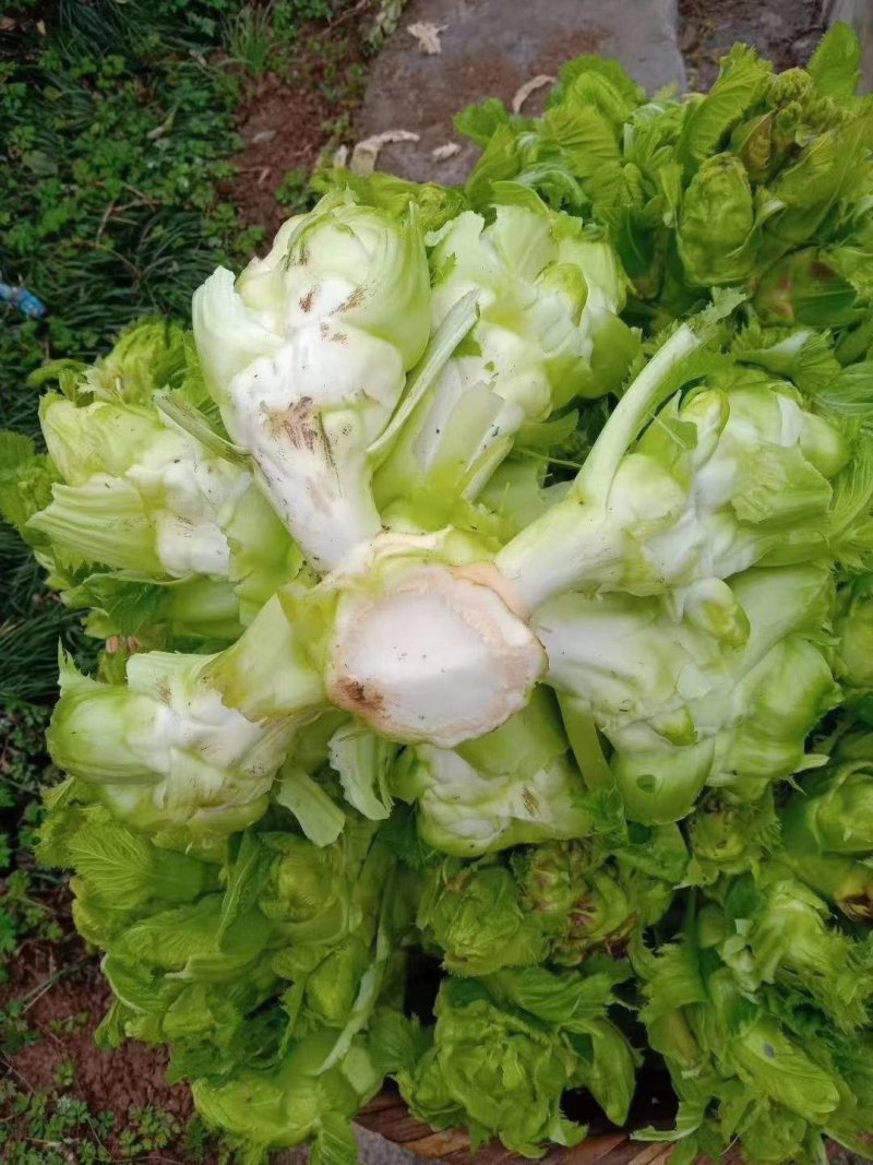 🔥热销🔥儿菜，品种纯正优良品质保证价格美丽