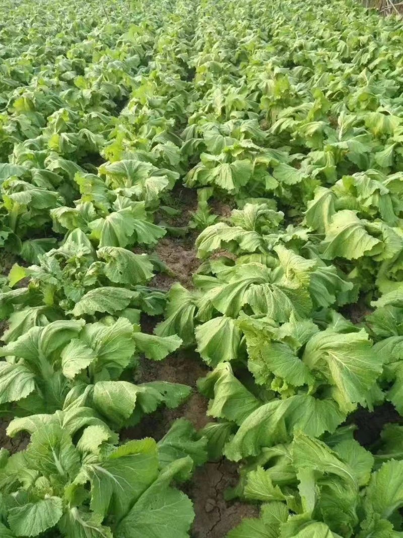 🔥热销🔥儿菜，品种纯正优良品质保证价格美丽