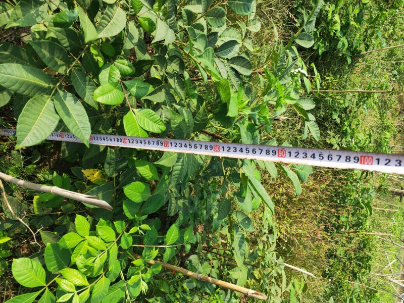 吴茱萸苗，茶辣苗，江西中花吴茱萸苗假一赔万，提供技术