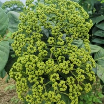 吴茱萸苗，茶辣苗，江西中花吴茱萸苗假一赔万，提供技术