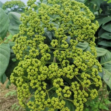 吴茱萸苗，茶辣苗，江西中花吴茱萸苗假一赔万，提供技术