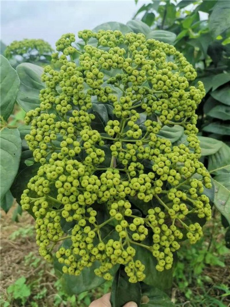 吴茱萸苗，茶辣苗，江西中花吴茱萸苗假一赔万，提供技术