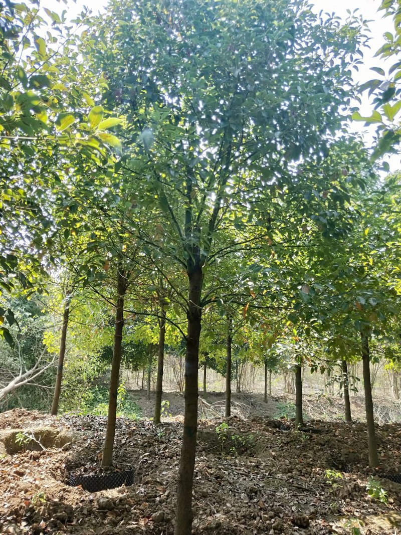 8-12移栽袋苗香樟桂花广玉兰朴树乐昌含笑