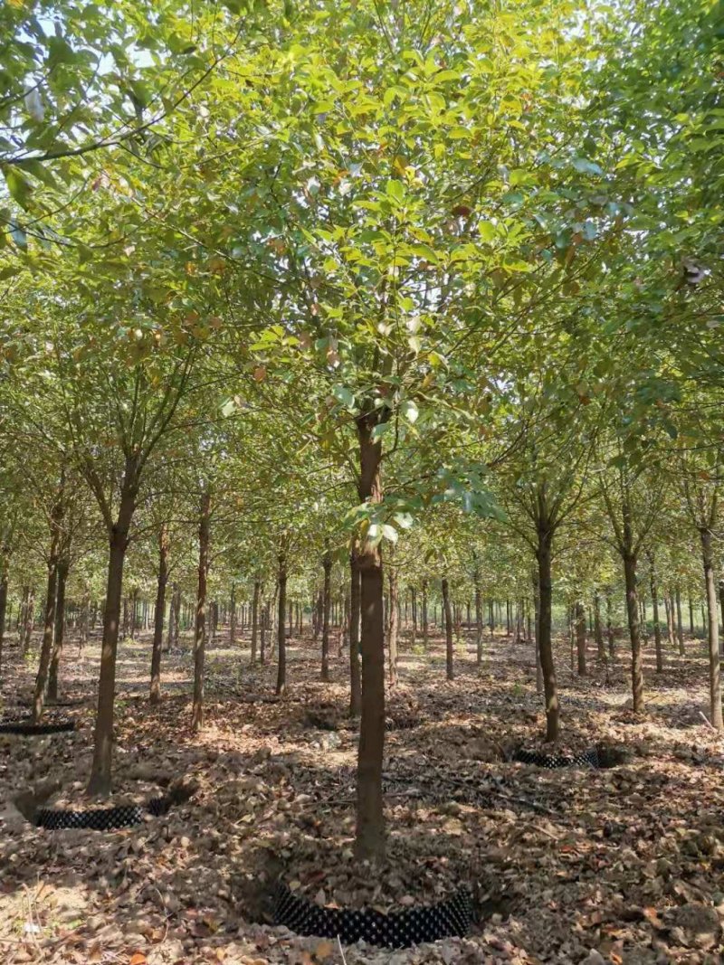 8-12移栽袋苗香樟桂花广玉兰朴树乐昌含笑