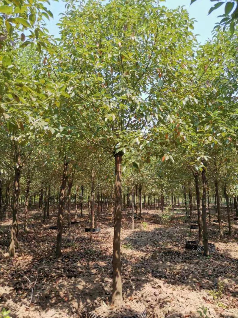 8-12移栽袋苗香樟桂花广玉兰朴树乐昌含笑