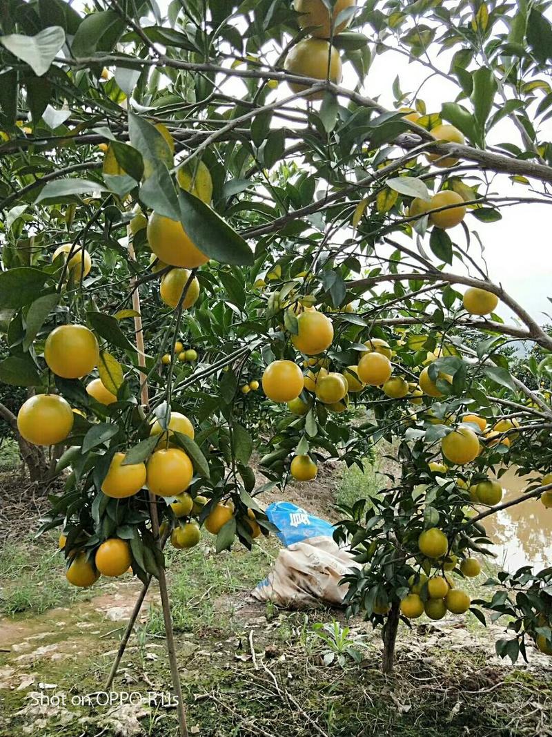 广西南宁市大量供应优质的红江橙肉甜，皮色靓