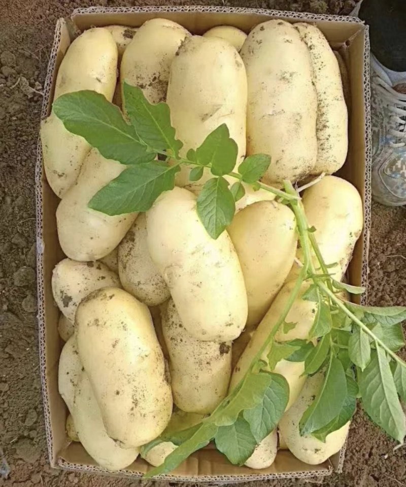 滕州精品土豆，荷兰，V7，沃土，黄皮黄肉，每斤加一毛包邮
