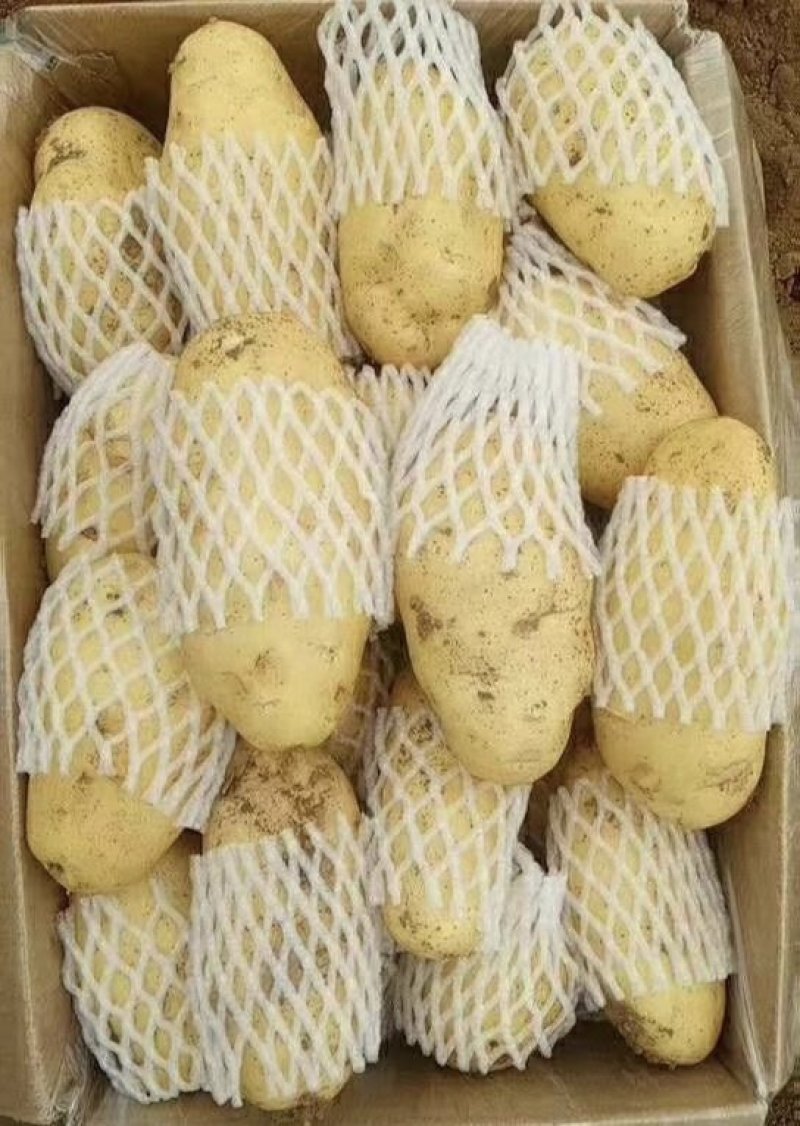 滕州精品土豆，荷兰，V7，沃土，黄皮黄肉，每斤加一毛包邮