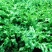 进口鲁梅克斯种子俄罗斯饲料菜多年生四季牧草种子鸡鸭鹅猪