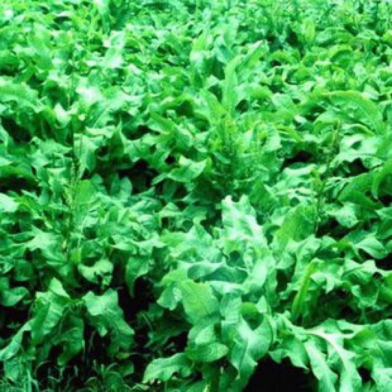 进口鲁梅克斯种子俄罗斯饲料菜多年生四季牧草种子鸡鸭鹅猪