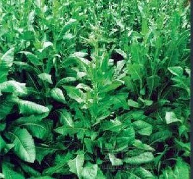 进口鲁梅克斯种子俄罗斯饲料菜多年生四季牧草种子鸡鸭鹅猪