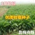 进口鲁梅克斯种子俄罗斯饲料菜多年生四季牧草种子鸡鸭鹅猪