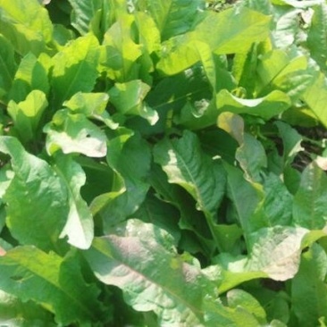 进口鲁梅克斯种子俄罗斯饲料菜多年生四季牧草种子鸡鸭鹅猪