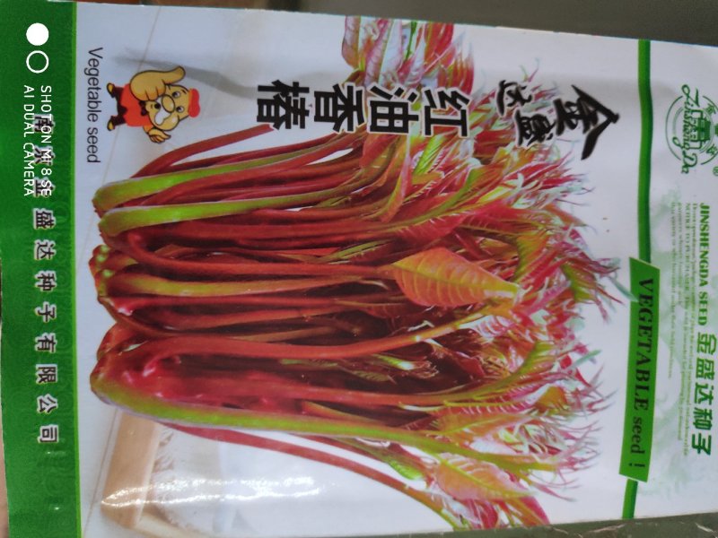 金盛达红油香椿种子香椿头营养含糖丰富