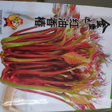 金盛达红油香椿种子香椿头营养含量丰富