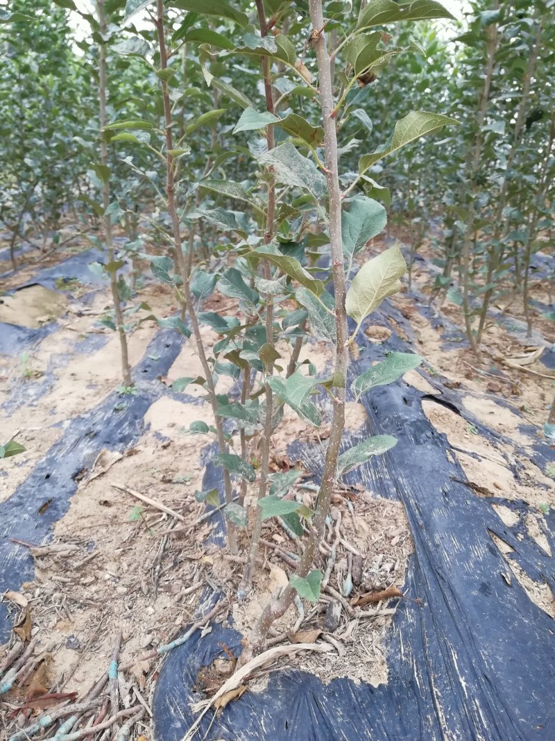 苹果树苗红富士，国光，维纳斯黄金苹果树苗
