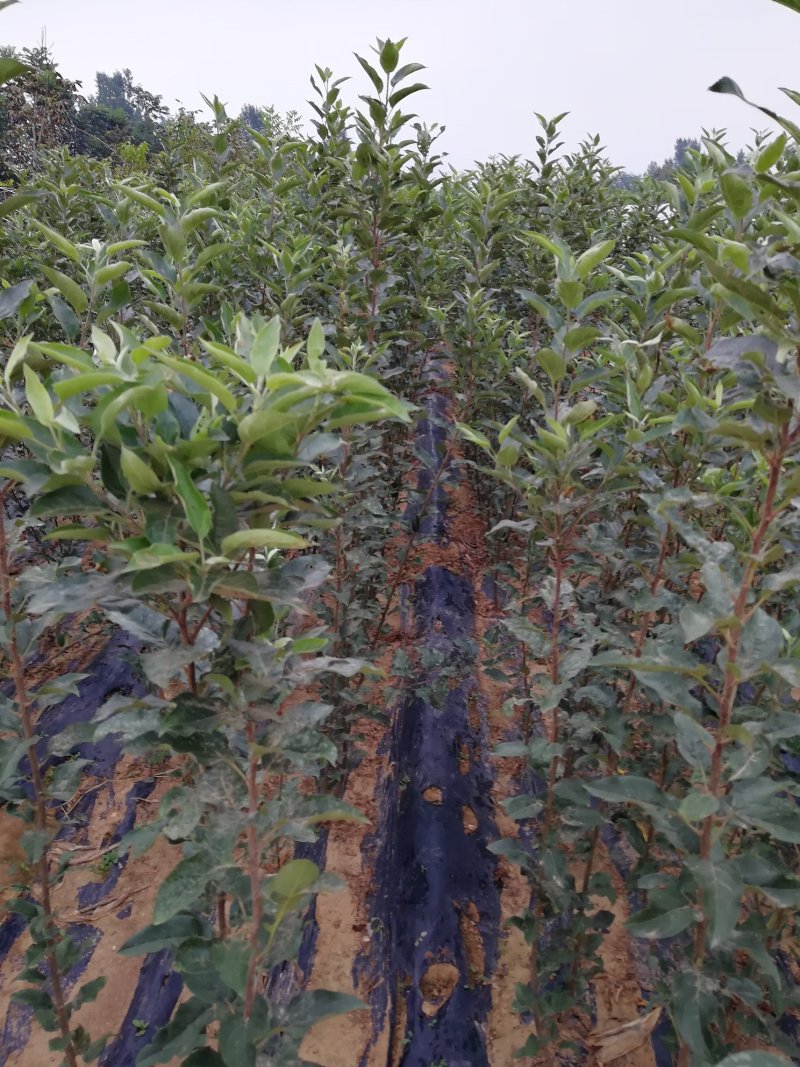 苹果树苗红富士，国光，维纳斯黄金苹果树苗