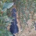 苹果树苗红富士，国光，维纳斯黄金苹果树苗