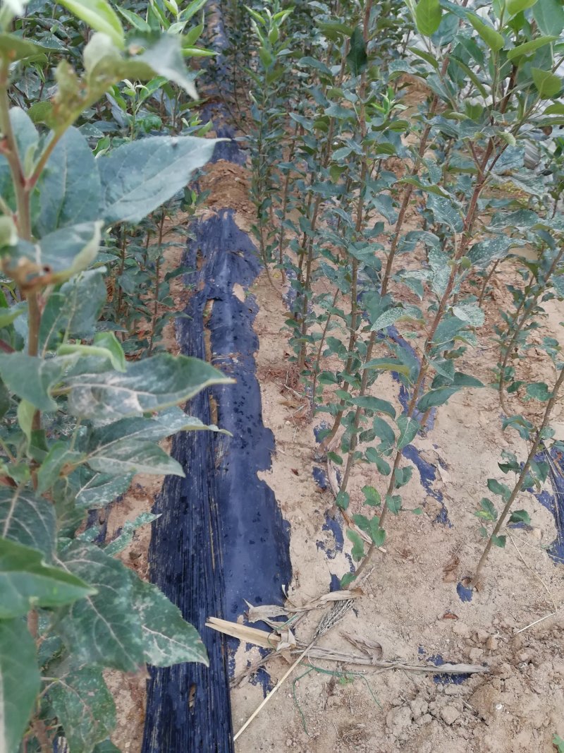 苹果树苗红富士，国光，维纳斯黄金苹果树苗