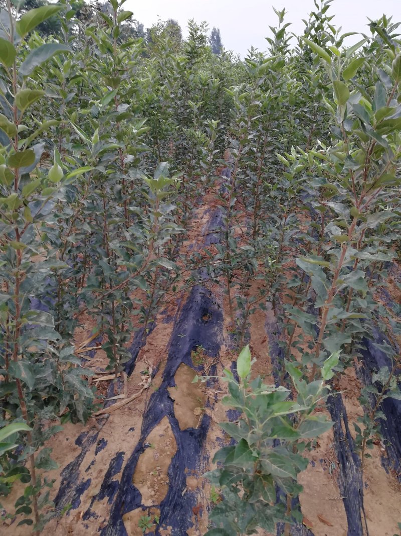 苹果树苗红富士，国光，维纳斯黄金苹果树苗