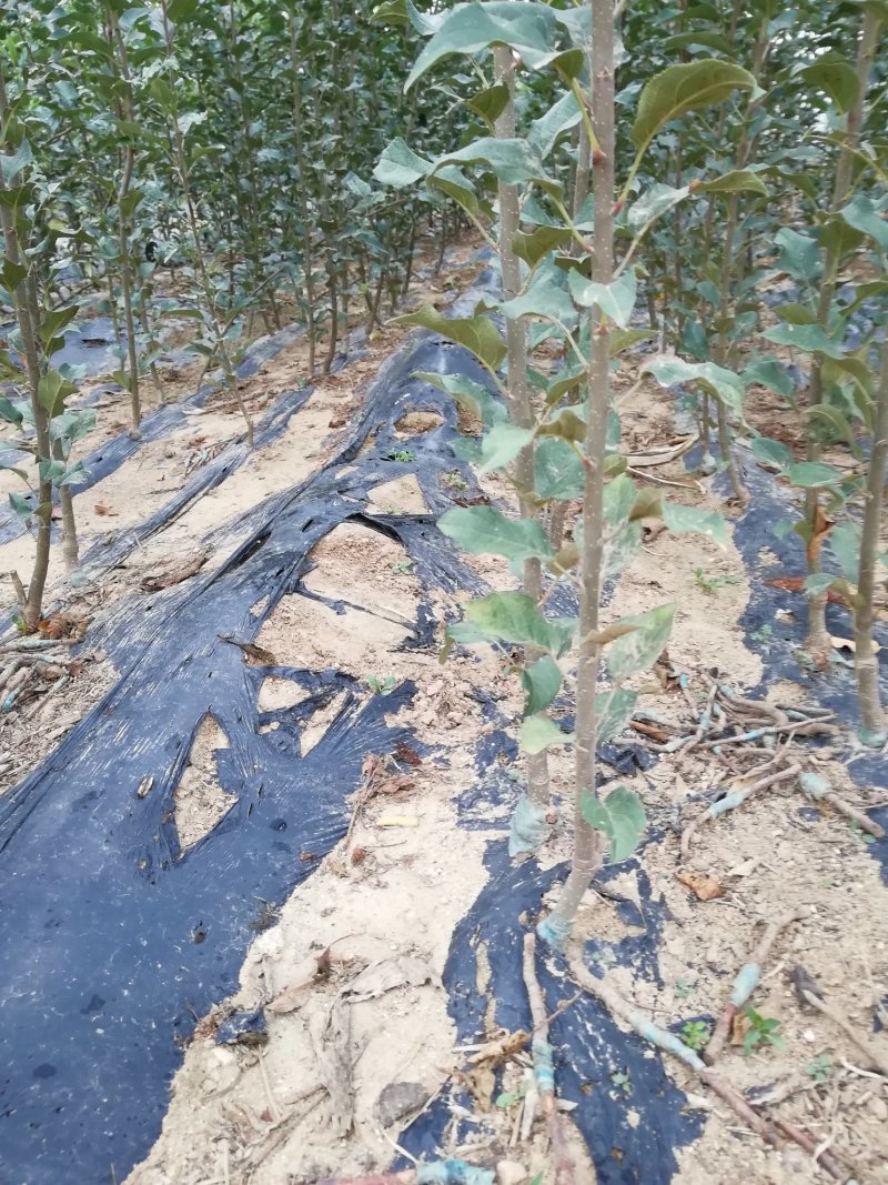 苹果树苗红富士，国光，维纳斯黄金苹果树苗