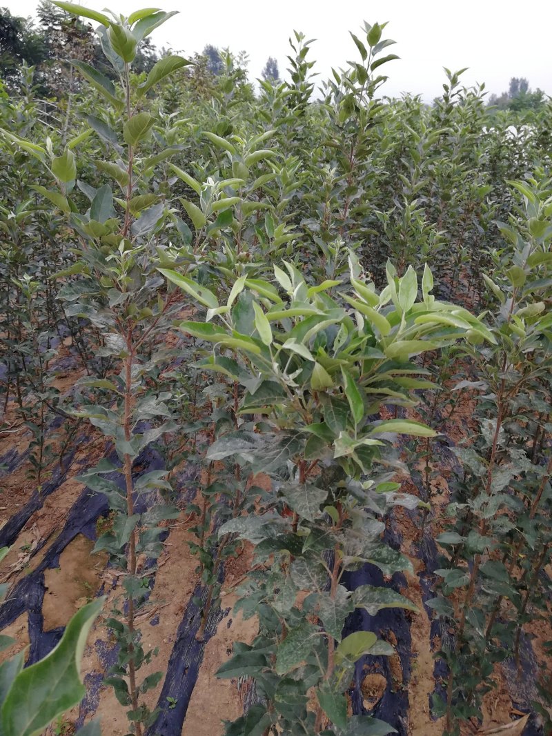 苹果树苗红富士，国光，维纳斯黄金苹果树苗