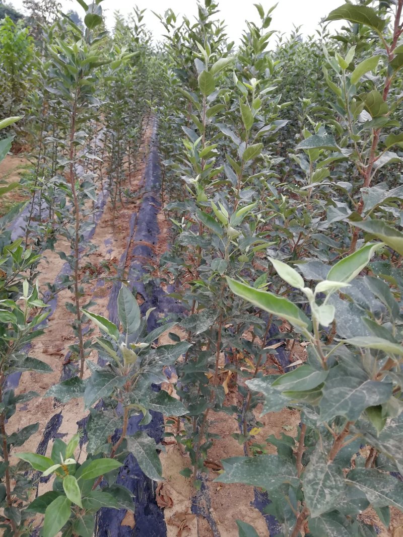 苹果树苗红富士，国光，维纳斯黄金苹果树苗