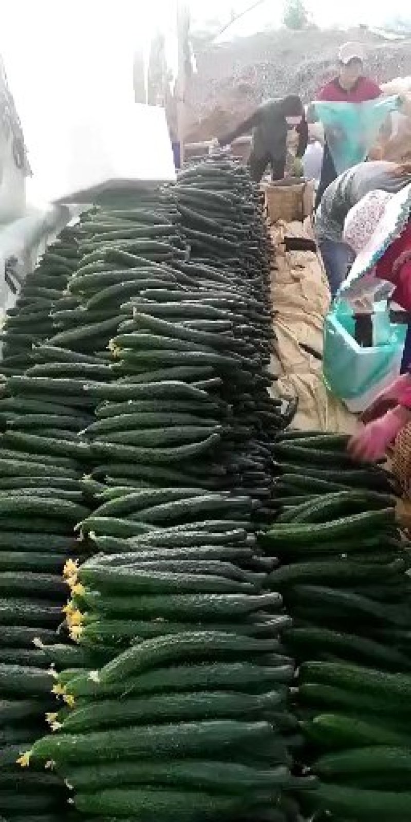 精品西红柿辣椒蔬菜水果代办